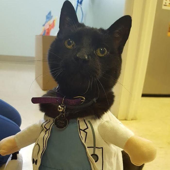 Chia<br>Clinic Cat  photo
